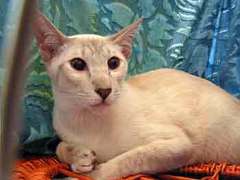 DIVA OF BUBASTIS-ATTABE (SIA c 21)