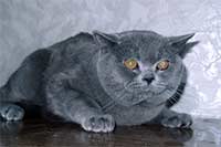 DOFIN VESPER