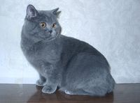 SHERMAN