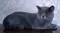 ZEBULON_ANFLAY