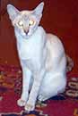 DIVA  OF  BUBASTIS  -  ATTABE